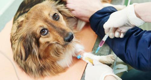 狂犬疫苗抗体检测多少钱（狗狗打疫苗后做的抗体检测）