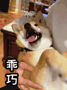 公狗做绝育多少钱（狗狗绝育前该准备什么）
