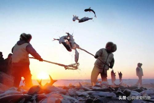 查干湖鱼多少钱一斤（查干湖冬捕年年丰收）