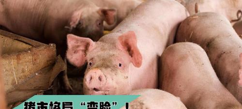 今年猪价格多少钱一斤（猪价突然4连涨）