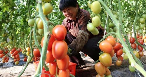 em菌种多少钱一瓶（微生物菌肥防病又增产）