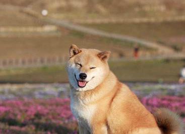 蝴蝶犬价格多少钱一只（宠物犬价格及性格大分析图）