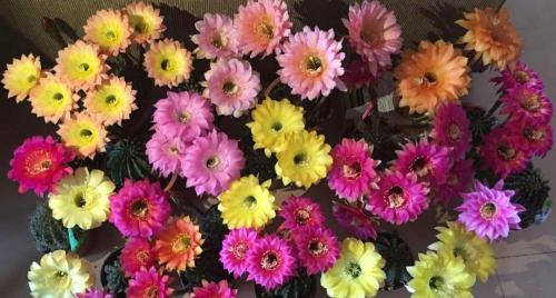 正品花根球多少钱一颗（仙人球花期将至）