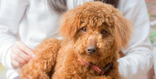 贵宾狗打疫苗多少钱（养一只泰迪犬要花多少钱）