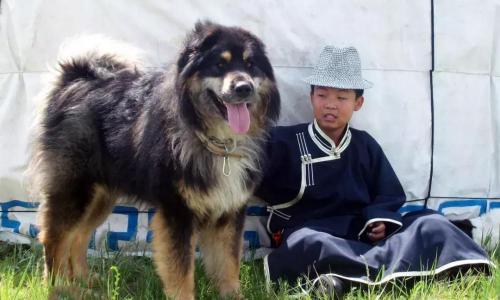 东北猎犬多少钱一只（中国的）