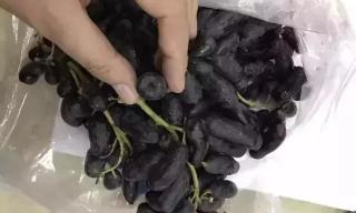 蓝宝石葡萄多少钱一斤（一公斤能卖160块还好种）