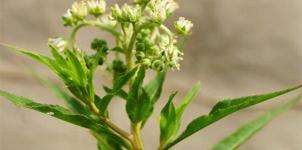 赶黄草多少钱一斤（每日一本草）