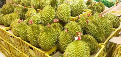 榴莲肉多少钱一斤2017（一棵树上能结300多个榴莲）
