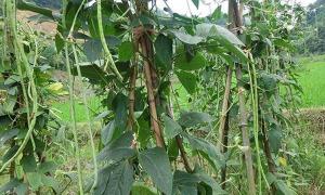 光碳核肥多少钱一瓶（豆角增产使用叶面肥哪种肥料效果好）
