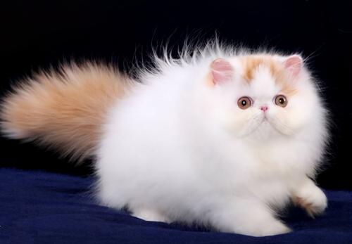 波斯猫多少钱（有着）