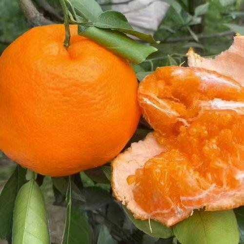 2016丑橘多少钱一斤（柑橘十大品种）