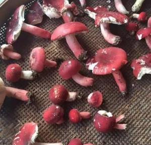 红菇价格多少钱一斤（被莆田人吃到天价的红菇）