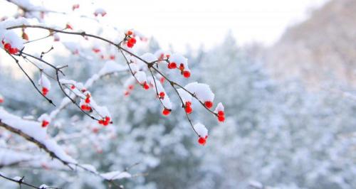 雪云烟多少钱一包（冬韵）