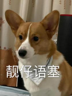 柯基幼犬一般多少钱（拥有一只柯基）