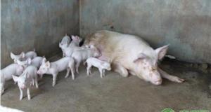 一斤肉多少钱（今日猪肉最新价格多少钱一斤）