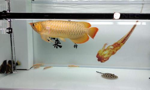 巴卡雷龙鱼多少钱一条（价格昂贵的观赏鱼我们玩不起）