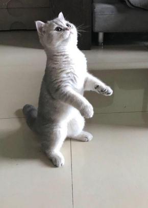 治猫瘟大概多少钱（刚买的猫咪就得了猫瘟）