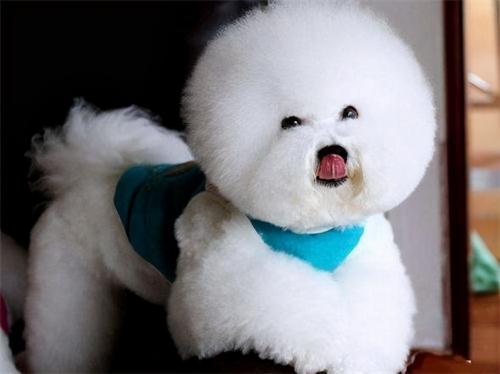 纯种比熊犬多少钱一只（想知道自家比熊犬）