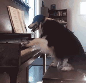 纯种边牧幼犬多少钱一只（智商在线的边牧）