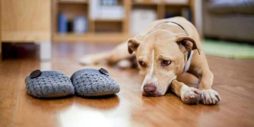 边境牧羊犬多少钱一只（这4种狗）