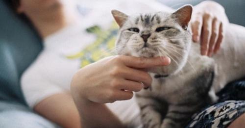 猫洗一次澡多少钱（这样养猫的主人）