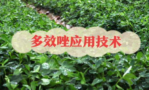 多效唑多少钱（多效唑不只是控旺药）