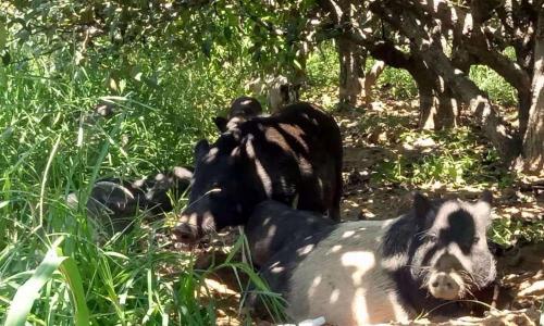 野香猪多少钱一只（林下放养小香猪可行吗）
