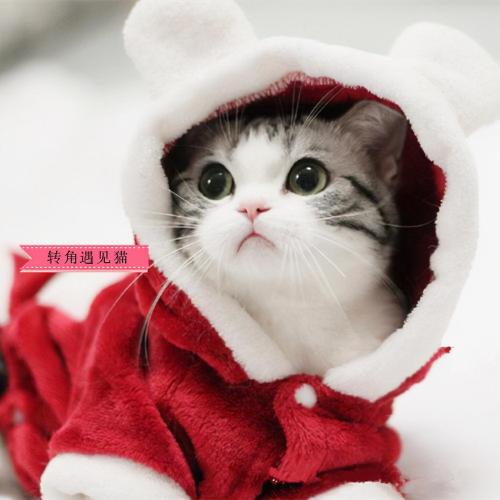 猫洗一次澡多少钱（养美短猫一定要牢记）