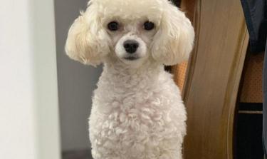 贵宾狗打疫苗多少钱（贵宾犬饲养指南）