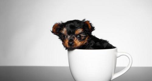 茶杯泰迪犬多少钱一只（用命换钱的）