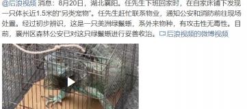 绿鬣蜥多少钱一只（1）