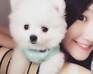 博美犬要多少钱（博美犬多少钱一只）