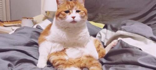 给猫驱虫多少钱（养猫一个月开销要多少）