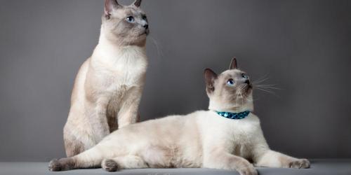 猫驱虫多少钱（养猫需要准备什么东西）