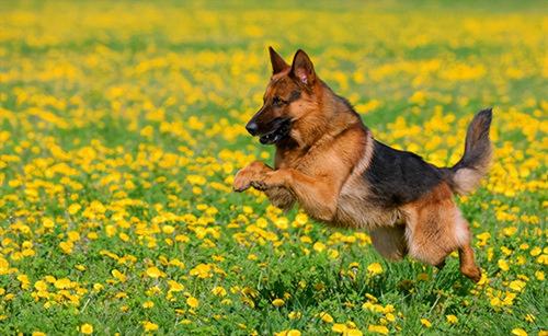 德牧犬多少钱一只（养一只）