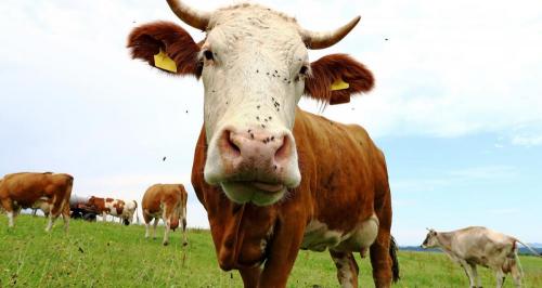 牛肉市场价多少钱一斤（牛价丨2月牛价怎么样了）