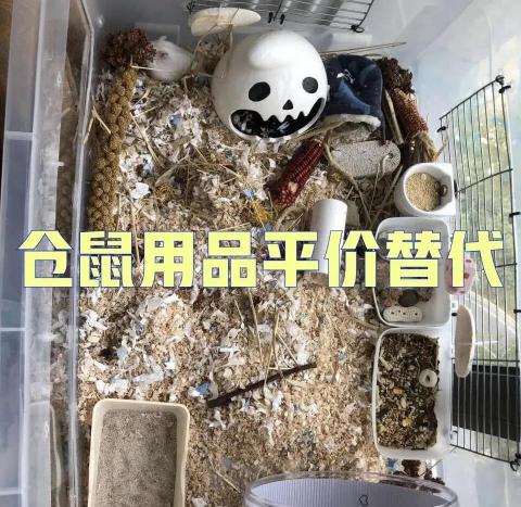 乳糖酶多少钱一盒(仓鼠平价替代好物分享)
