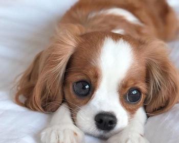 查理王小猎犬多少钱（这种狗狗超级可爱）
