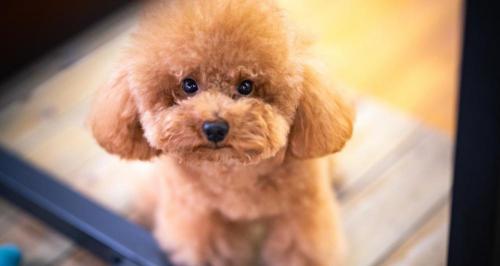 泰迪犬多少钱一只（让我告诉你）