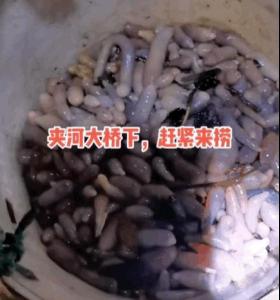 海腸多少錢一斤（煙臺海邊涌上密密麻麻的海腸）