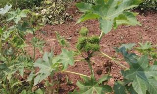 蓖麻油多少钱一斤（被誉为植物中的）