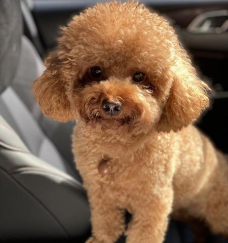 泰迪犬多少钱一只（这辈子养一只泰迪犬）