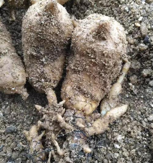 天麻种子多少钱一斤（种植仿野生天麻为什么收益那么高）