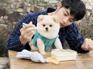 博美犬多少钱（养博美犬的几个）