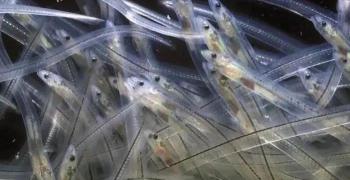 市场上白鳝多少钱一斤（动物界）