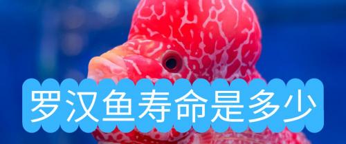 罗汉鱼多少钱一条（罗汉鱼的寿命是多少）