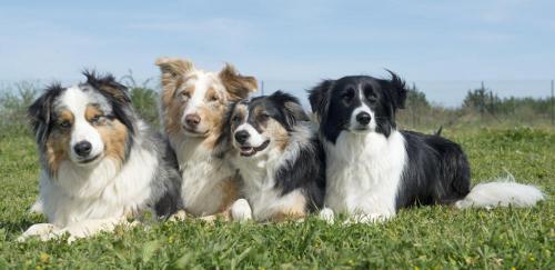 喜樂蒂牧羊犬多少錢(最有人氣的8種牧羊犬)