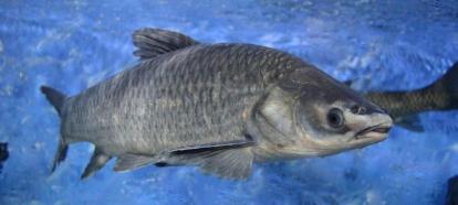 螺螄青魚多少錢一斤（唯一一種魚沒牙齒貴的魚）