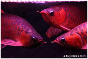紅金龍魚多少錢一條（嘴邊有須）