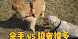 拉布拉多幼犬多少钱（金毛）